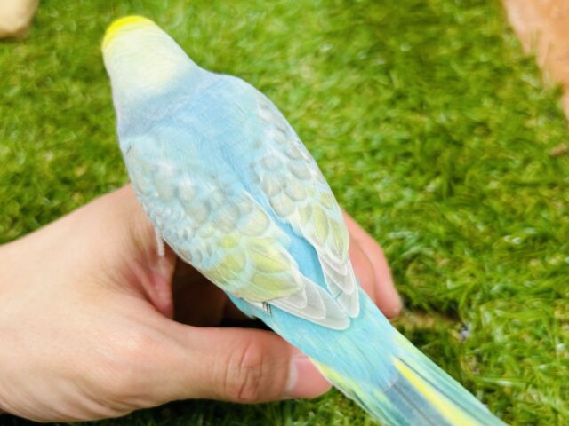 お顔のイエローに注目!!! セキセイインコ(レインボー系) セキセイインコ