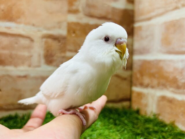 真っ白ボディに赤目が魅力的💗💗💗 セキセイインコ(アルビノ) セキセイインコ