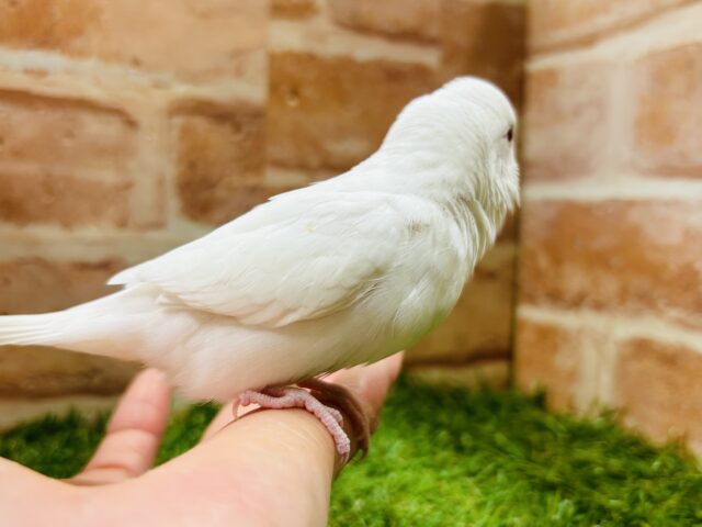 真っ白ボディに赤目が魅力的💗💗💗 セキセイインコ(アルビノ) セキセイインコ