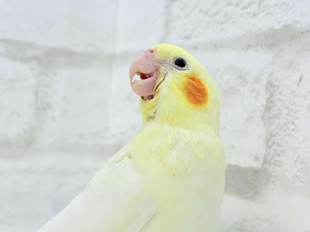 【最新画像更新🪄】あひるじゃないよ🪿オカメだよ🐥💛オカメインコ(ルチノー) ヒナ オカメインコ