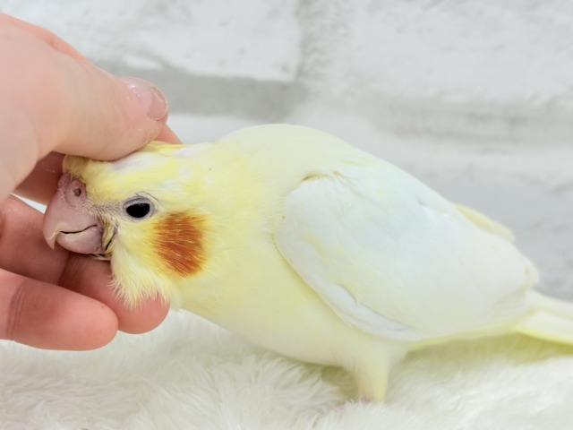 【最新画像更新🪄】あひるじゃないよ🪿オカメだよ🐥💛オカメインコ(ルチノー) ヒナ オカメインコ