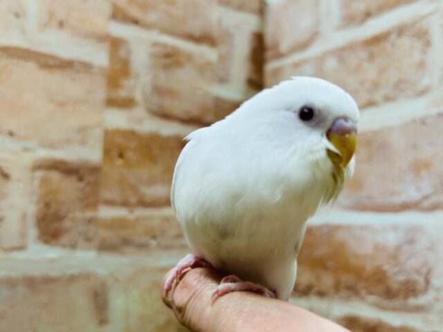 真っ白ボディに赤目が魅力的💗💗💗 セキセイインコ(アルビノ) セキセイインコ