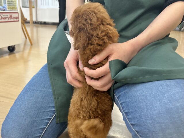トイプードル