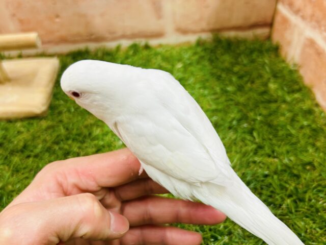 真っ白ボディに赤目が魅力的💗💗💗 セキセイインコ(アルビノ) セキセイインコ
