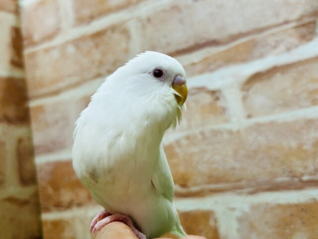 真っ白ボディに赤目が魅力的💗💗💗 セキセイインコ(アルビノ) セキセイインコ