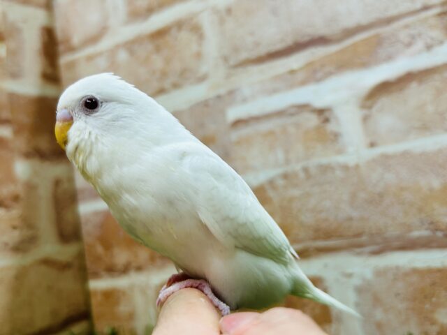 真っ白ボディに赤目が魅力的💗💗💗 セキセイインコ(アルビノ) セキセイインコ