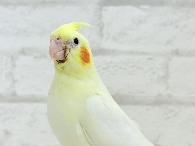 【最新画像更新🪄】あひるじゃないよ🪿オカメだよ🐥💛オカメインコ(ルチノー) ヒナ オカメインコ