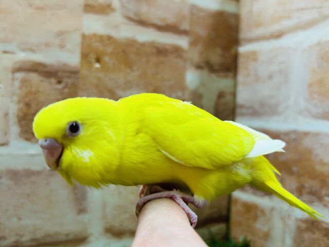 明るい黄色が魅力的🌟🌟🌟 セキセイインコ(ルチノー) セキセイインコ