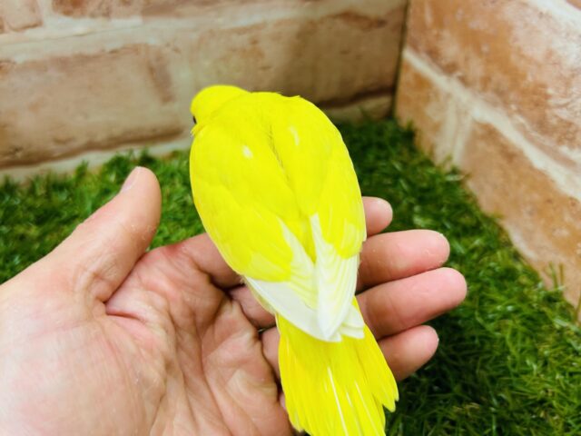 明るい黄色が魅力的🌟🌟🌟 セキセイインコ(ルチノー) セキセイインコ