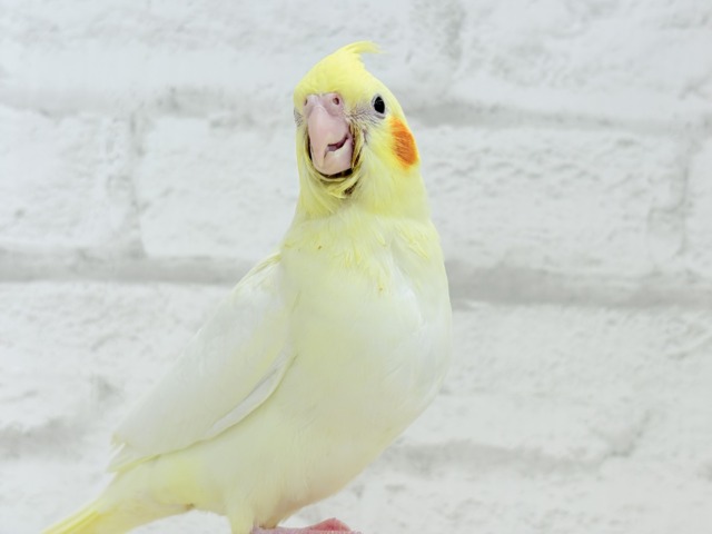 【最新画像更新🪄】あひるじゃないよ🪿オカメだよ🐥💛オカメインコ(ルチノー) ヒナ オカメインコ