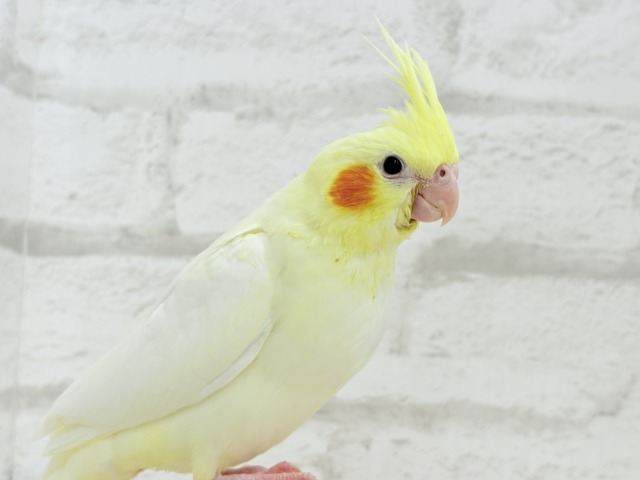 【最新画像更新🪄】あひるじゃないよ🪿オカメだよ🐥💛オカメインコ(ルチノー) ヒナ オカメインコ