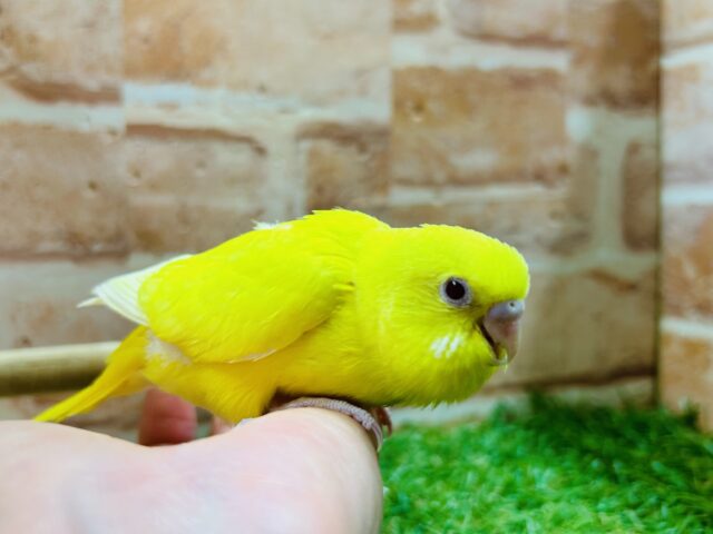 明るい黄色が魅力的🌟🌟🌟 セキセイインコ(ルチノー) セキセイインコ