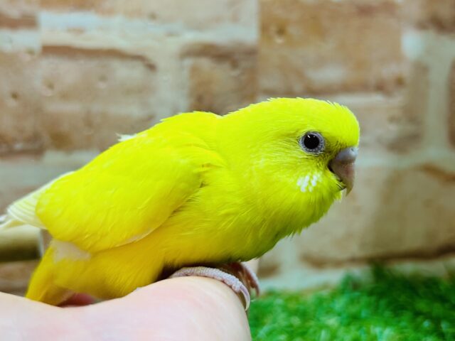 明るい黄色が魅力的🌟🌟🌟 セキセイインコ(ルチノー) セキセイインコ