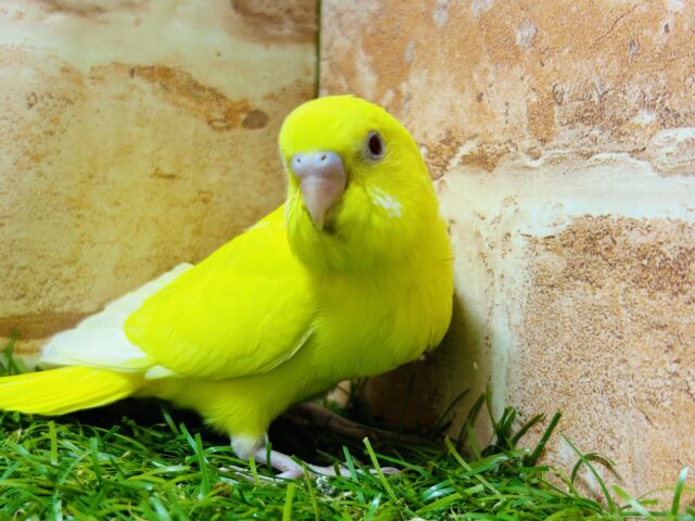 明るい黄色が魅力的🌟🌟🌟 セキセイインコ(ルチノー) セキセイインコ
