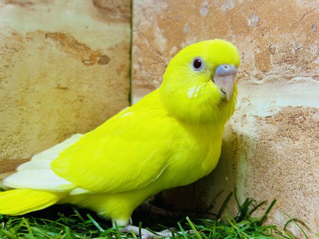 明るい黄色が魅力的🌟🌟🌟 セキセイインコ(ルチノー) セキセイインコ