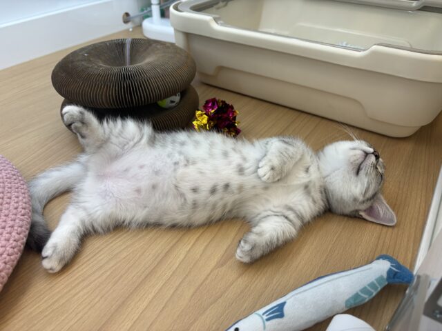 マンチカン