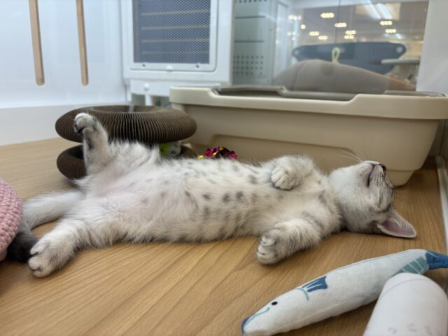 マンチカン