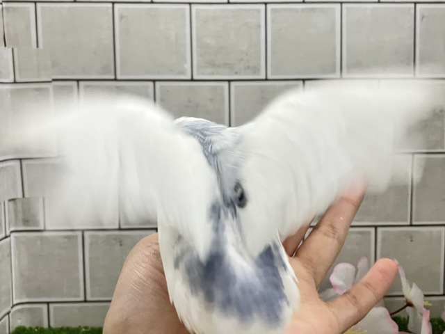 ✨最新画像✨ちょいとシックにお久しぶり?? セキセイインコ セキセイインコ