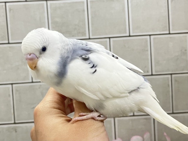 ✨最新画像✨ちょいとシックにお久しぶり?? セキセイインコ セキセイインコ
