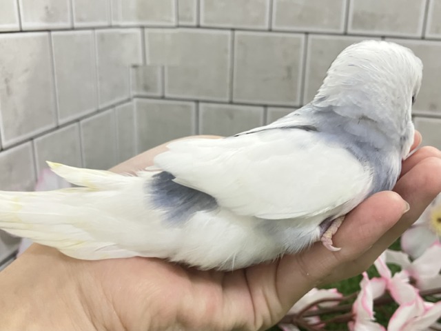 ✨最新画像✨ちょいとシックにお久しぶり?? セキセイインコ セキセイインコ