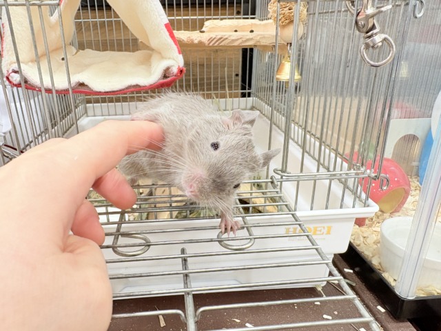 デグー