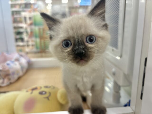 ブリティッシュショートヘア