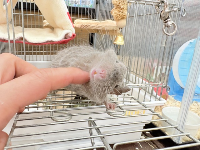 デグー