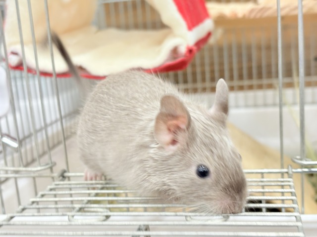 デグー