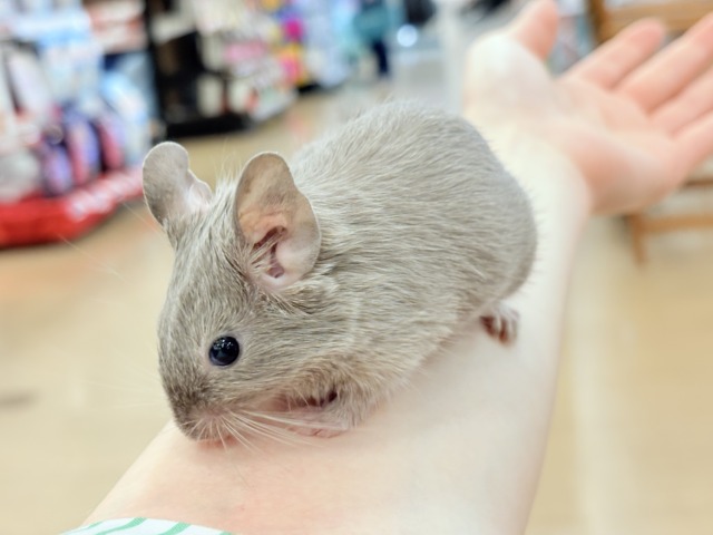 デグー