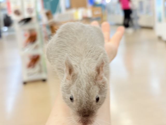 デグー