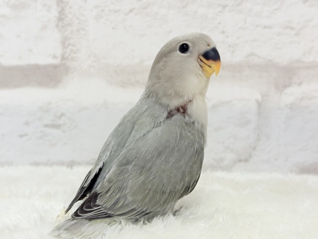 【最新画像更新🪄】見た目とのギャップNo.1🐣👑コザクラインコ(モーブオパーリン) ヒナ コザクラインコ(小桜インコ)