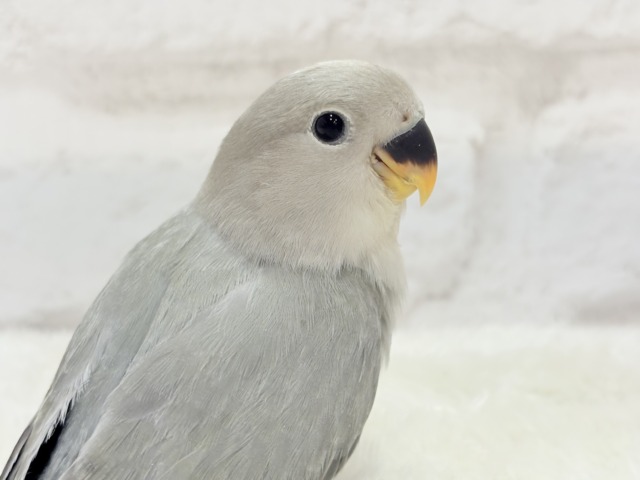 【最新画像更新🪄】見た目とのギャップNo.1🐣👑コザクラインコ(モーブオパーリン) ヒナ コザクラインコ(小桜インコ)