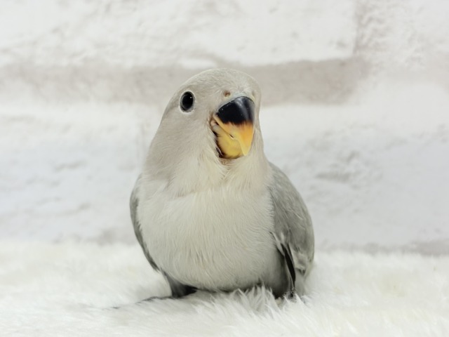 【最新画像更新🪄】見た目とのギャップNo.1🐣👑コザクラインコ(モーブオパーリン) ヒナ コザクラインコ(小桜インコ)