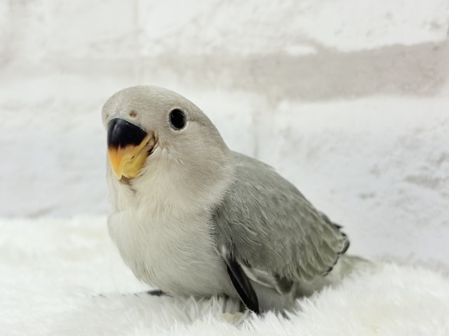【最新画像更新🪄】見た目とのギャップNo.1🐣👑コザクラインコ(モーブオパーリン) ヒナ コザクラインコ(小桜インコ)