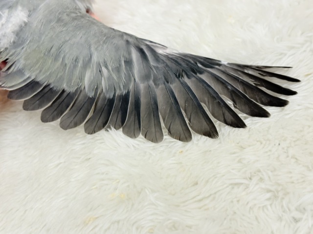 【最新画像更新🪄】見た目とのギャップNo.1🐣👑コザクラインコ(モーブオパーリン) ヒナ コザクラインコ(小桜インコ)