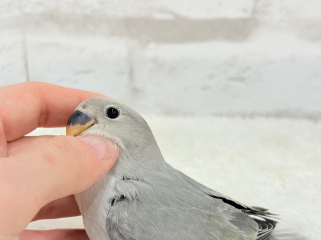 【最新画像更新🪄】見た目とのギャップNo.1🐣👑コザクラインコ(モーブオパーリン) ヒナ コザクラインコ(小桜インコ)