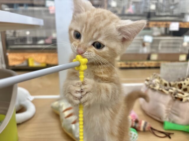 将来の夢は冒険家🌟アメリカンショートヘアくん! アメリカンショートヘア