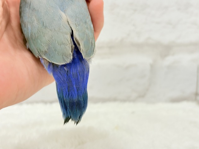 【最新画像更新🪄もうすぐひとり餌☆】深海ブルーの輝き🌊🫧コザクラインコ(ブルーチェリー) ヒナ コザクラインコ(小桜インコ)