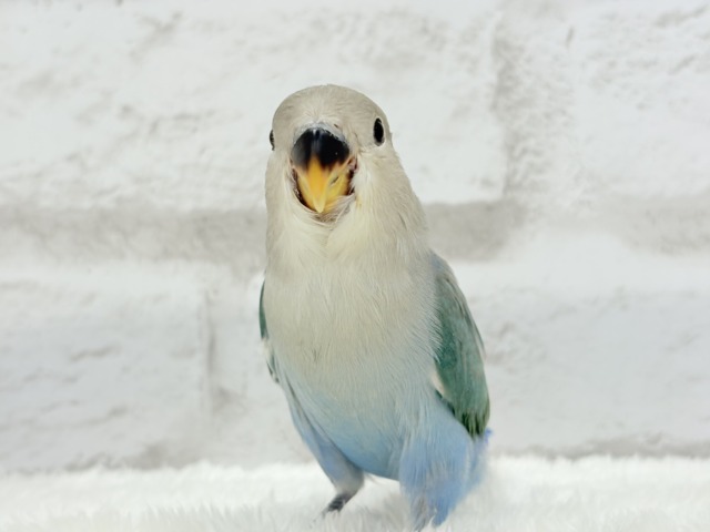 【最新画像更新🪄もうすぐひとり餌☆】深海ブルーの輝き🌊🫧コザクラインコ(ブルーチェリー) ヒナ コザクラインコ(小桜インコ)