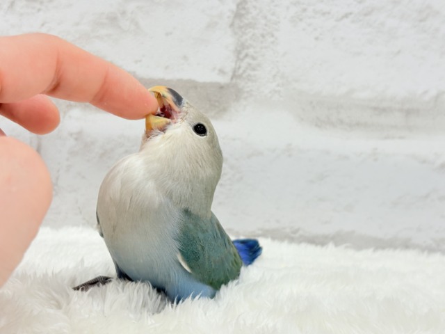【最新画像更新🪄もうすぐひとり餌☆】深海ブルーの輝き🌊🫧コザクラインコ(ブルーチェリー) ヒナ コザクラインコ(小桜インコ)