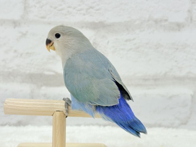 【最新画像更新🪄もうすぐひとり餌☆】深海ブルーの輝き🌊🫧コザクラインコ(ブルーチェリー) ヒナ コザクラインコ(小桜インコ)