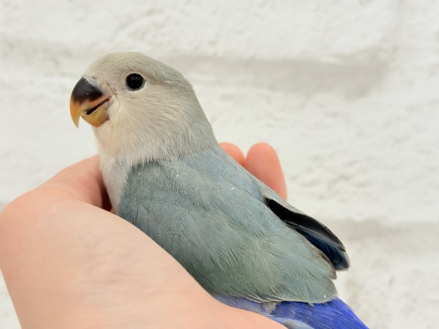 【最新画像更新🪄もうすぐひとり餌☆】深海ブルーの輝き🌊🫧コザクラインコ(ブルーチェリー) ヒナ コザクラインコ(小桜インコ)