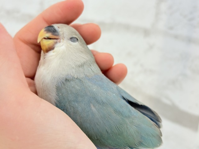 【最新画像更新🪄もうすぐひとり餌☆】深海ブルーの輝き🌊🫧コザクラインコ(ブルーチェリー) ヒナ コザクラインコ(小桜インコ)