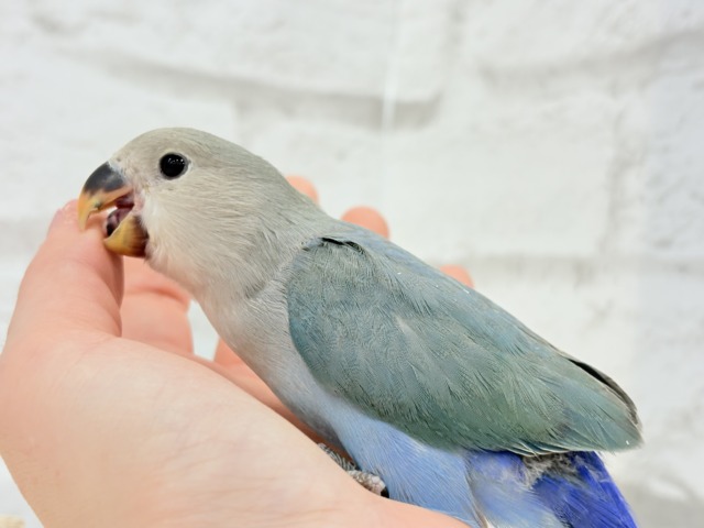 【最新画像更新🪄もうすぐひとり餌☆】深海ブルーの輝き🌊🫧コザクラインコ(ブルーチェリー) ヒナ コザクラインコ(小桜インコ)