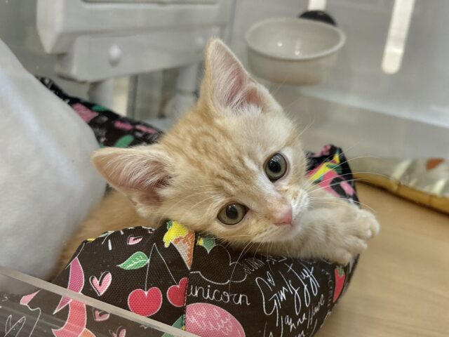将来の夢は冒険家🌟アメリカンショートヘアくん! アメリカンショートヘア