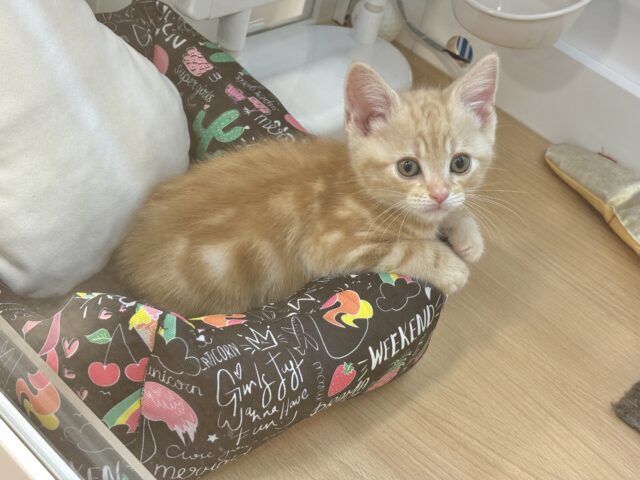 将来の夢は冒険家🌟アメリカンショートヘアくん! アメリカンショートヘア