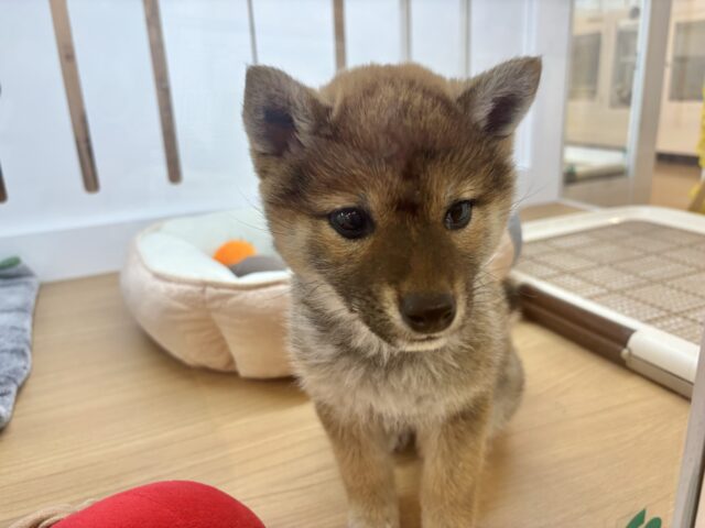 柴犬