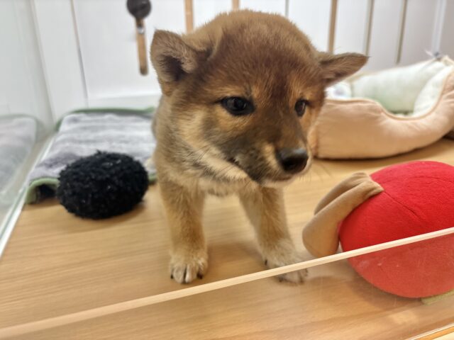 柴犬