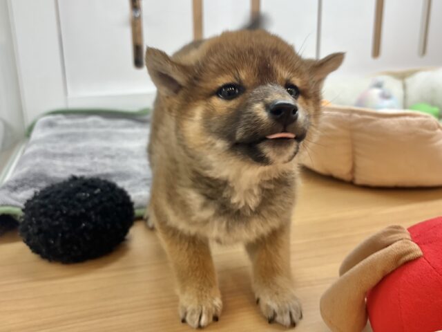 柴犬