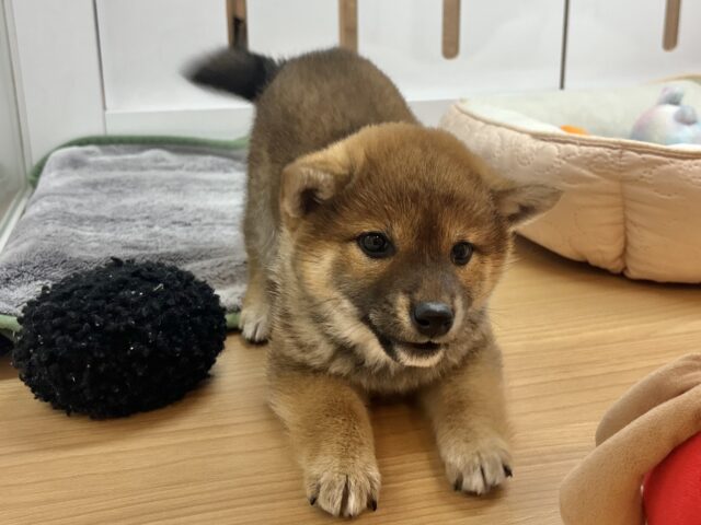 柴犬